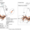 Подвесной светильник Crystal Lux Stefania SP6 